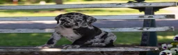 Great Dane dogs for sale: Apollo - Ad 6