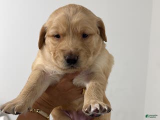 Golden Retriever dogs Golden Retriever Puppy 1 - Ad 14