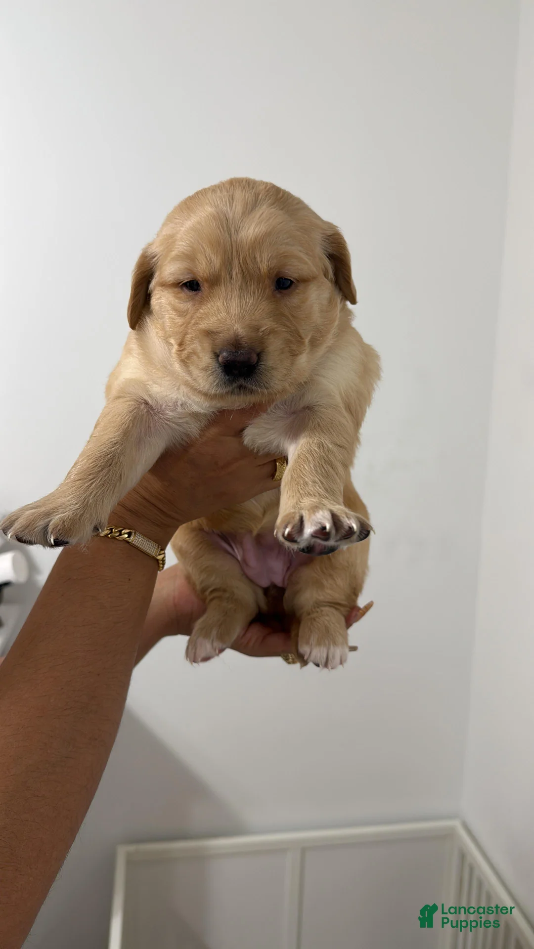 Golden Retriever dogs for sale: Golden Retriever Puppy 1 - Ad 1