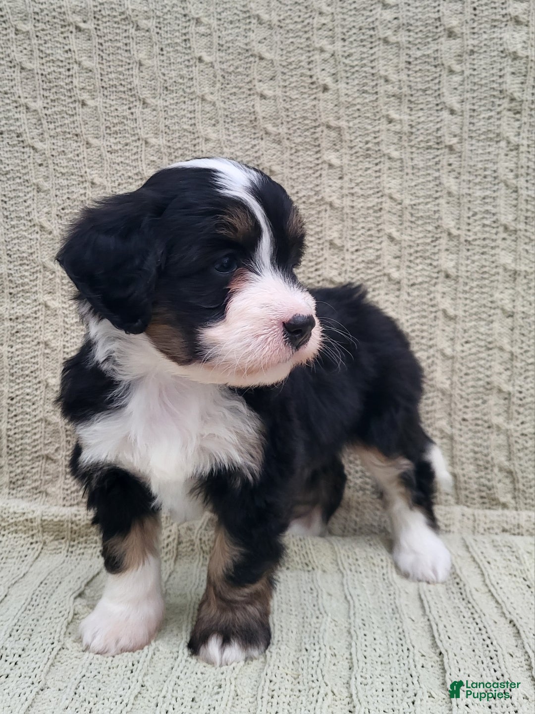 Mini Bernedoodle dogs for sale: Sophie  - Ad 6