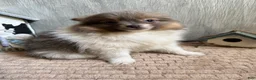 Pomeranian dogs for sale: Charlie - Ad 7