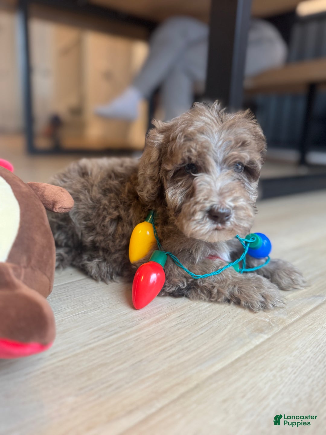Mini Goldendoodle dogs for sale: Benny - Ad 5
