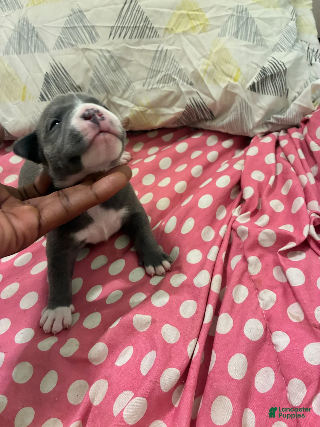 American Bully dogs for sale: American Bully Puppy 6 - Ad 2