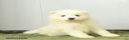 Samoyed dogs for sale: Sugarpuff - Ad 3