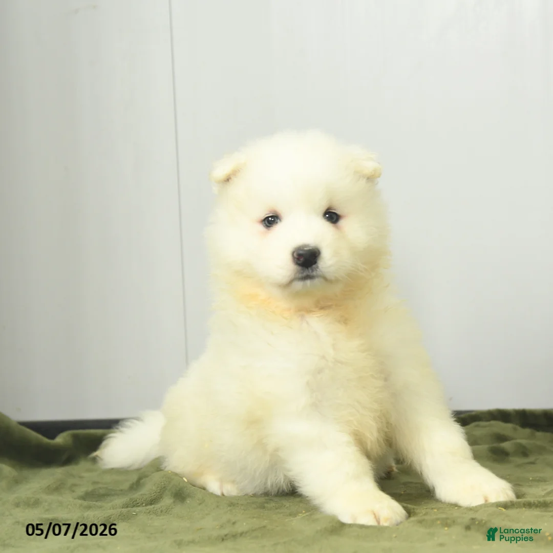 Samoyed dogs for sale: Sugarpuff - Ad 3