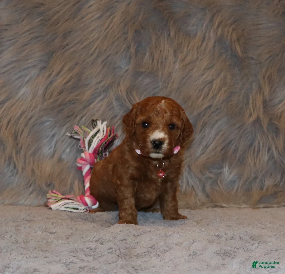 Mini Goldendoodle dogs for sale: Willow 🌷 Genetic Clear Parents - Ad 17