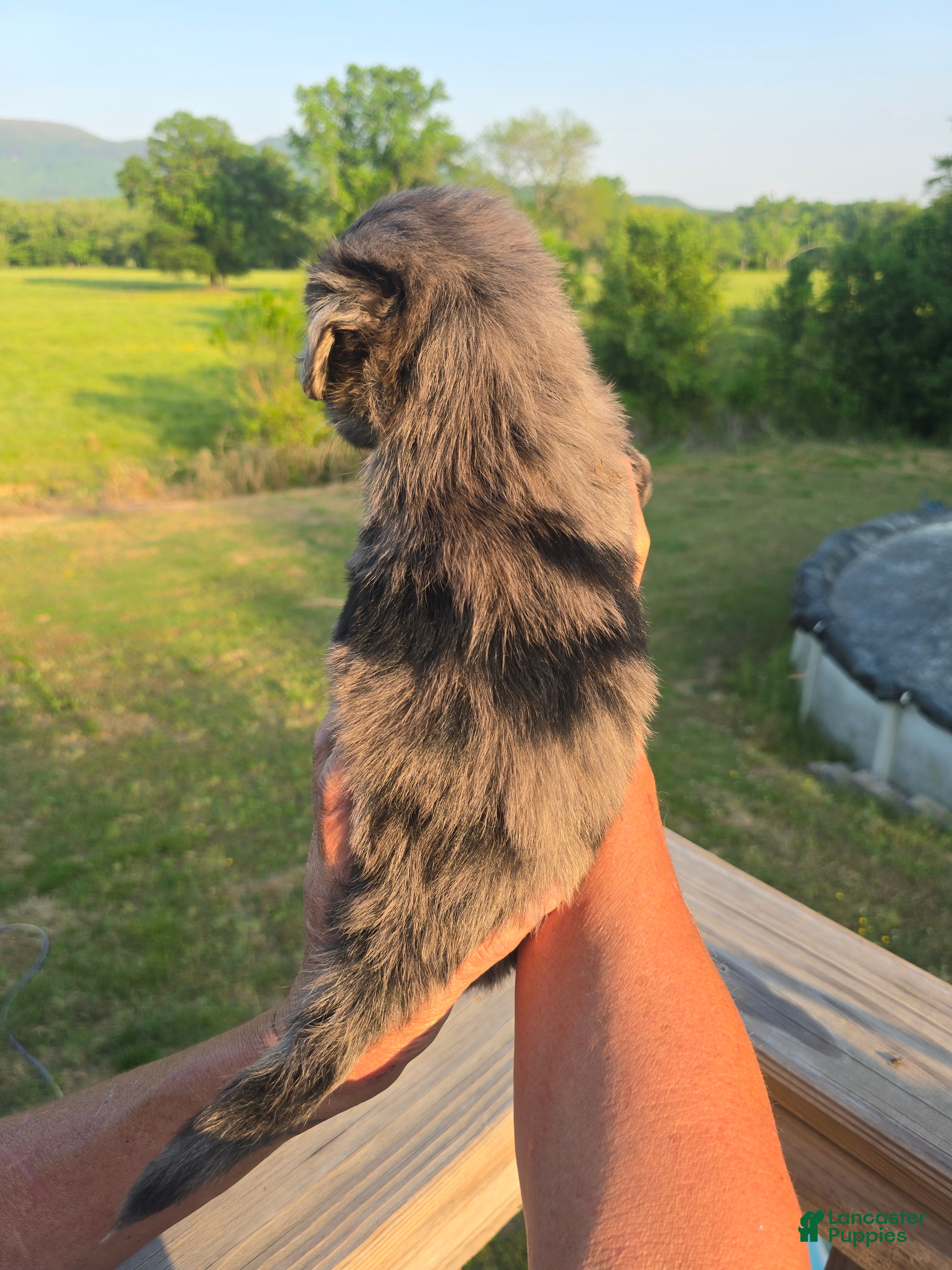 Mini Aussiedoodle dogs Bella - Ad 2