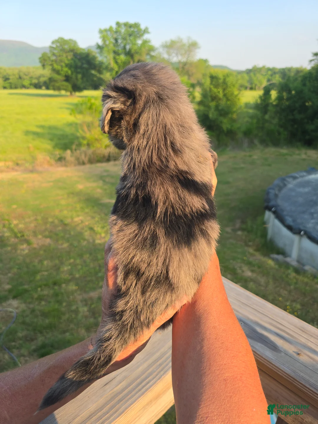 Mini Aussiedoodle dogs for sale: Bella - Ad 2