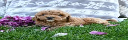 Cavapoo dogs for sale: Franny - Ad 2