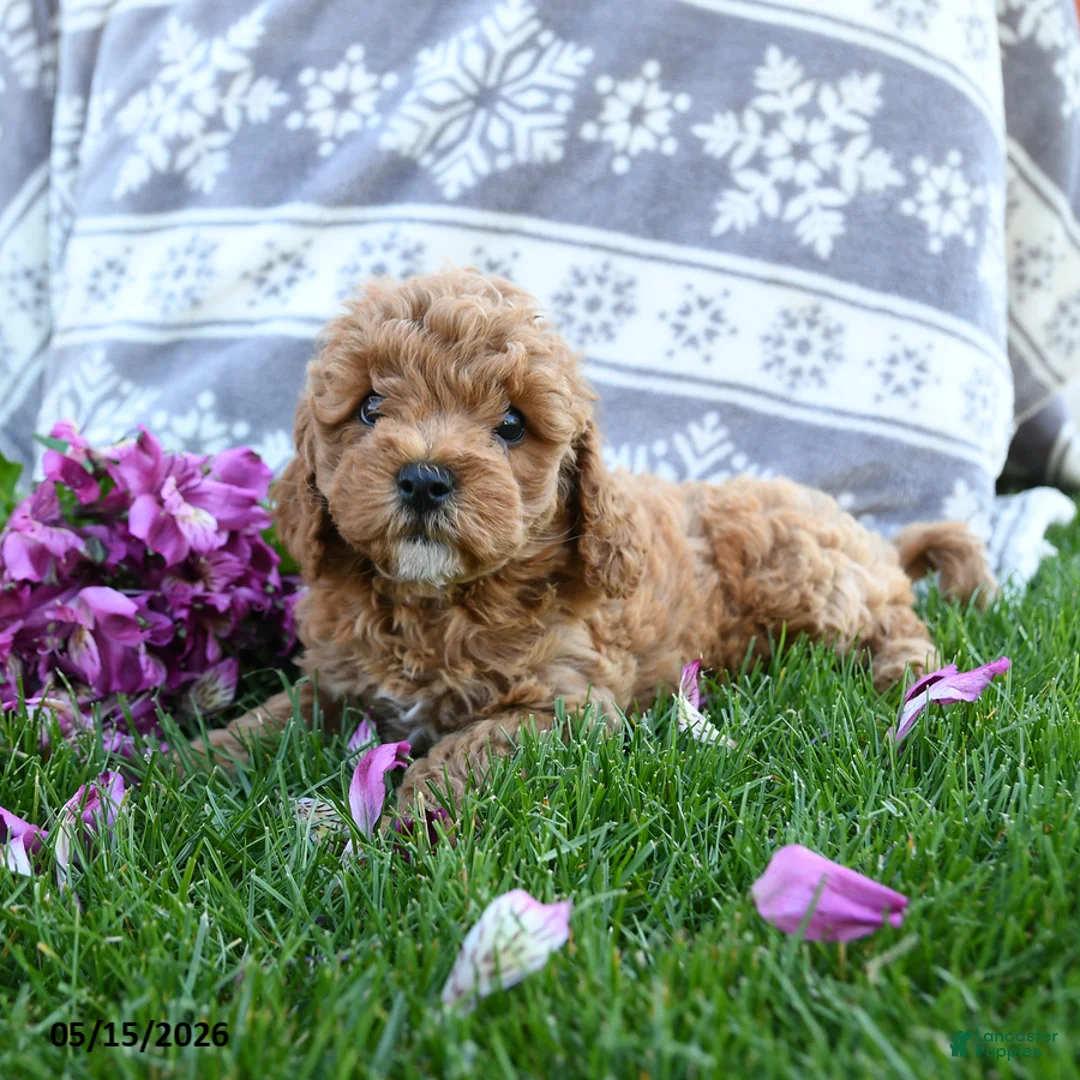 Cavapoo dogs for sale: Franny - Ad 2