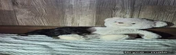 Shihpoo dogs for sale: Bryce - Ad 4
