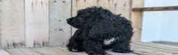 Cavapoo dogs for sale: Zion - Ad 5