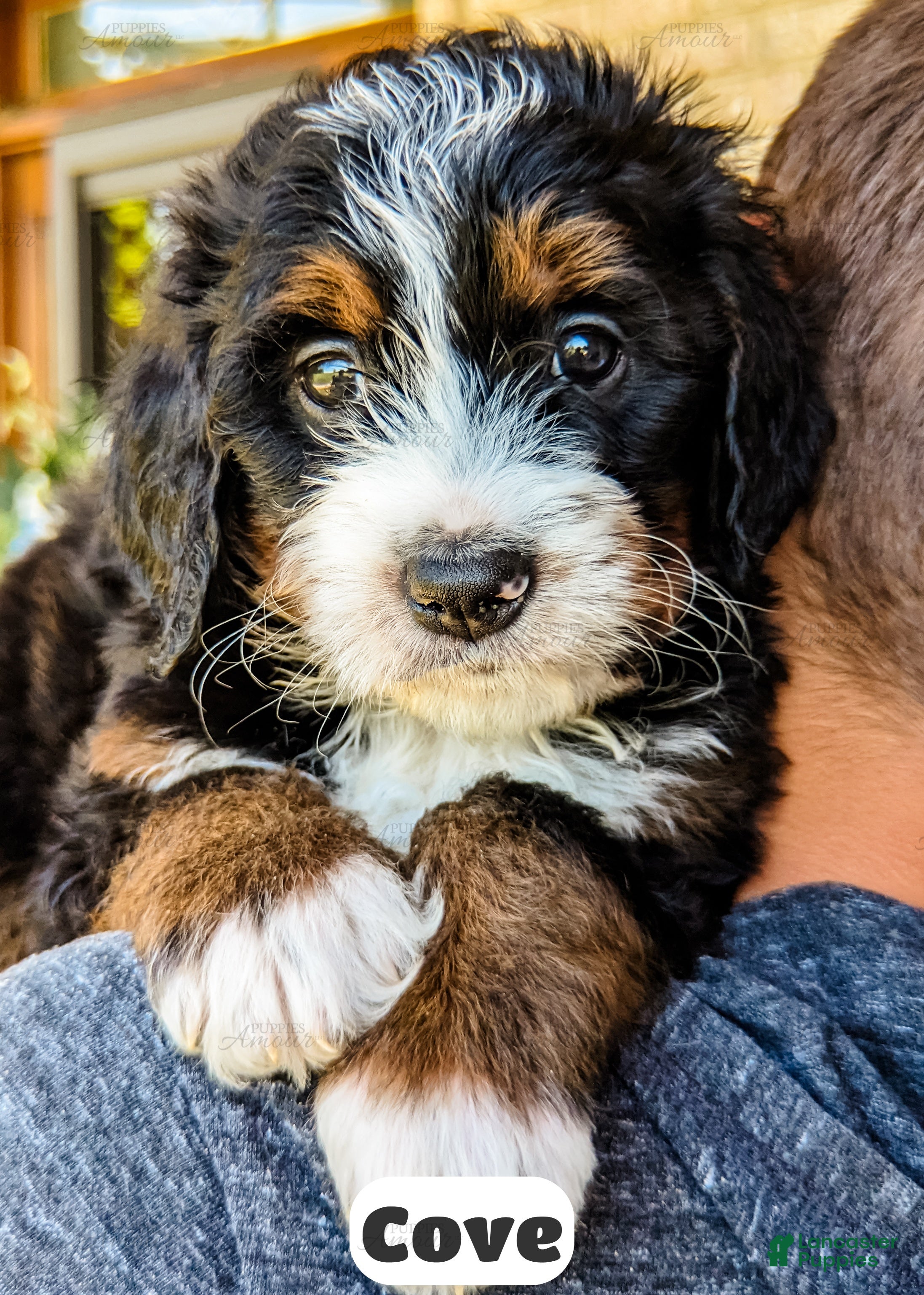 Bernedoodle dogs Cove - Ad 1