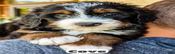 Bernedoodle dogs for sale: Cove - Ad 7