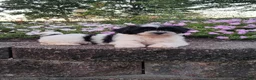 Teddy Bear dogs for sale: Daisy - Ad 3