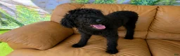 Labradoodle dogs for sale: Theo - Ad 1