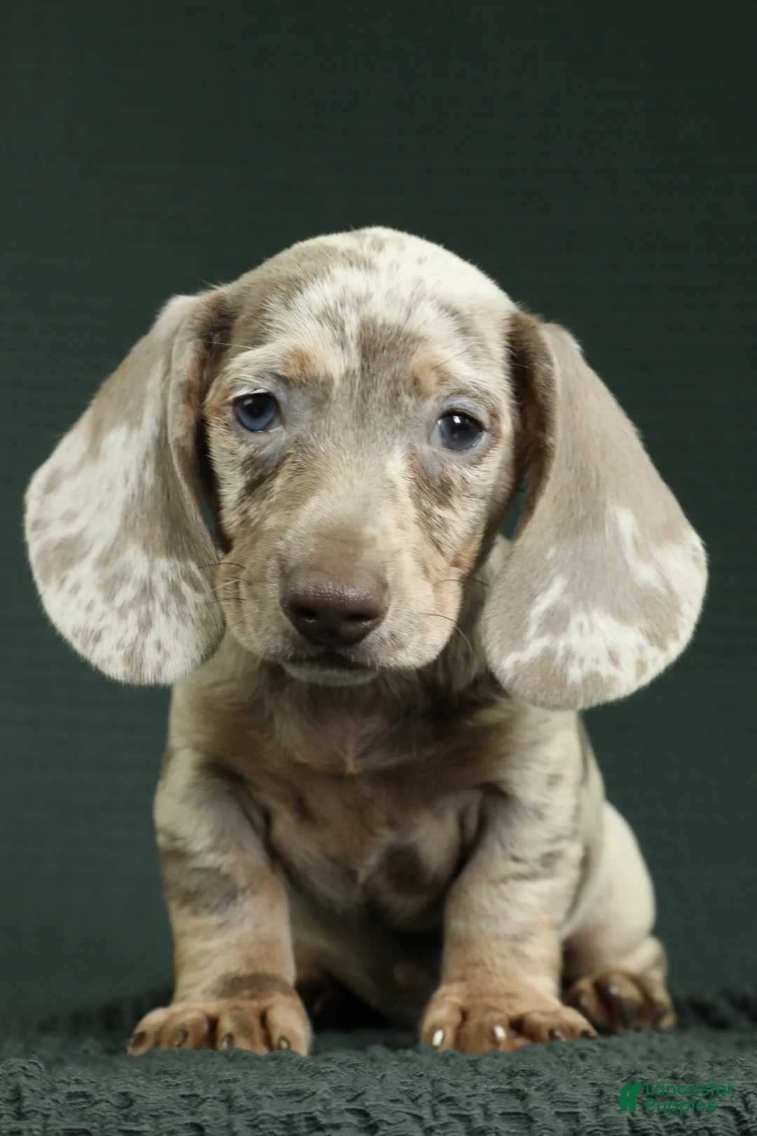 Miniature Dachshund dogs for sale: Palmer - Ad 1