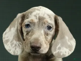 Miniature Dachshund dogs for sale: Palmer - Ad 4