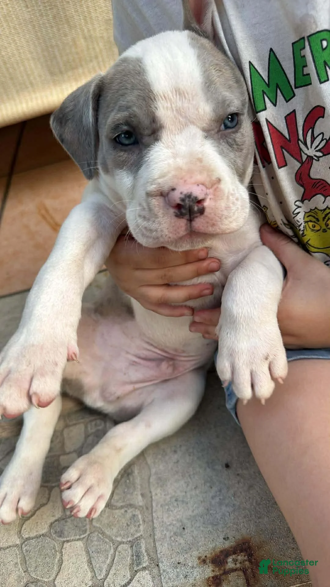 Mixed Breed dogs for sale: Mixed Breed Puppy 2 - Ad 3