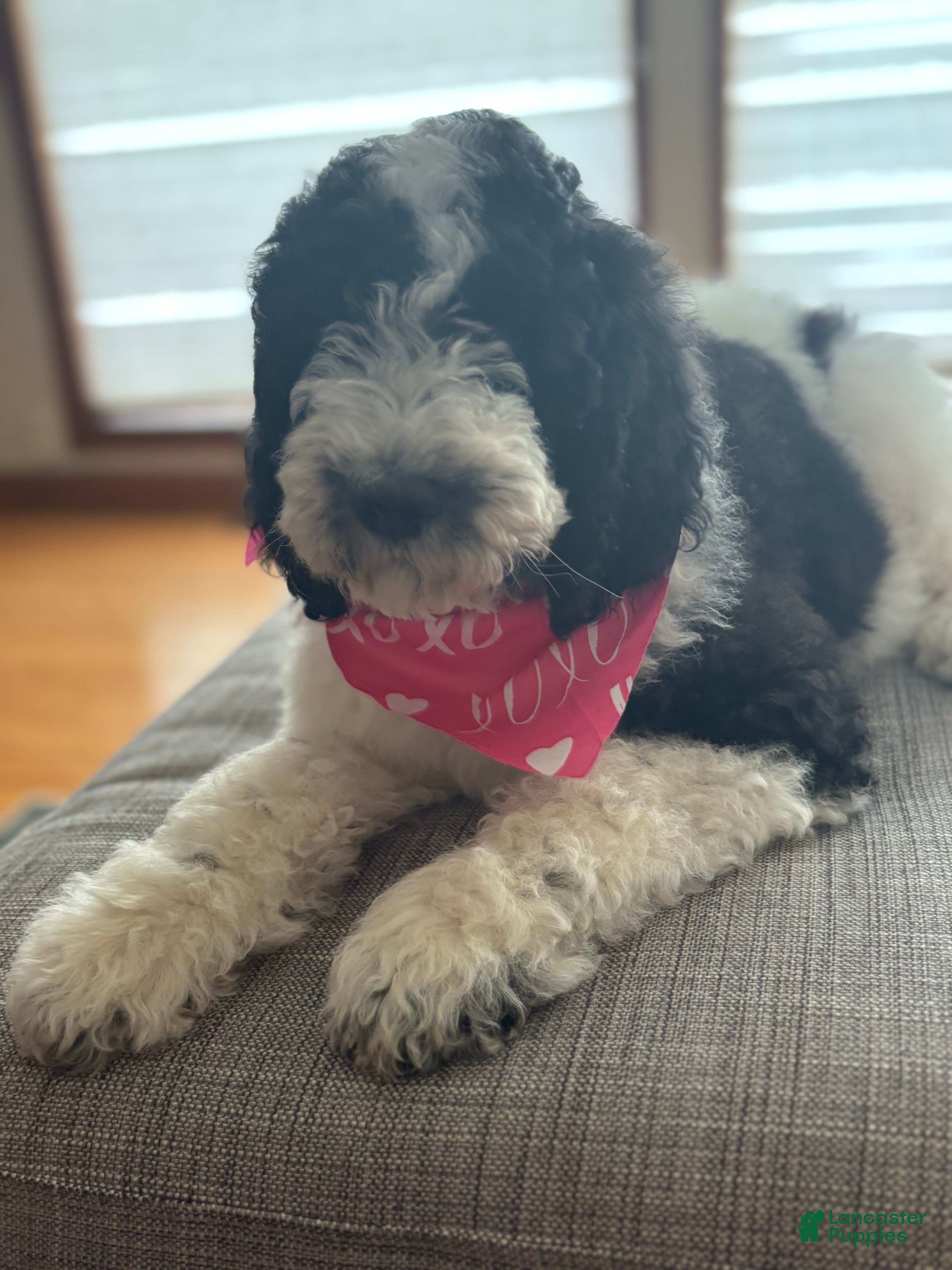 Bernedoodle dogs Sweetie - Ad 2