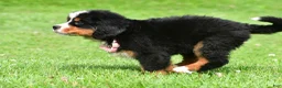 Bernese Mountain Dog dogs for sale: Nancey - Ad 3