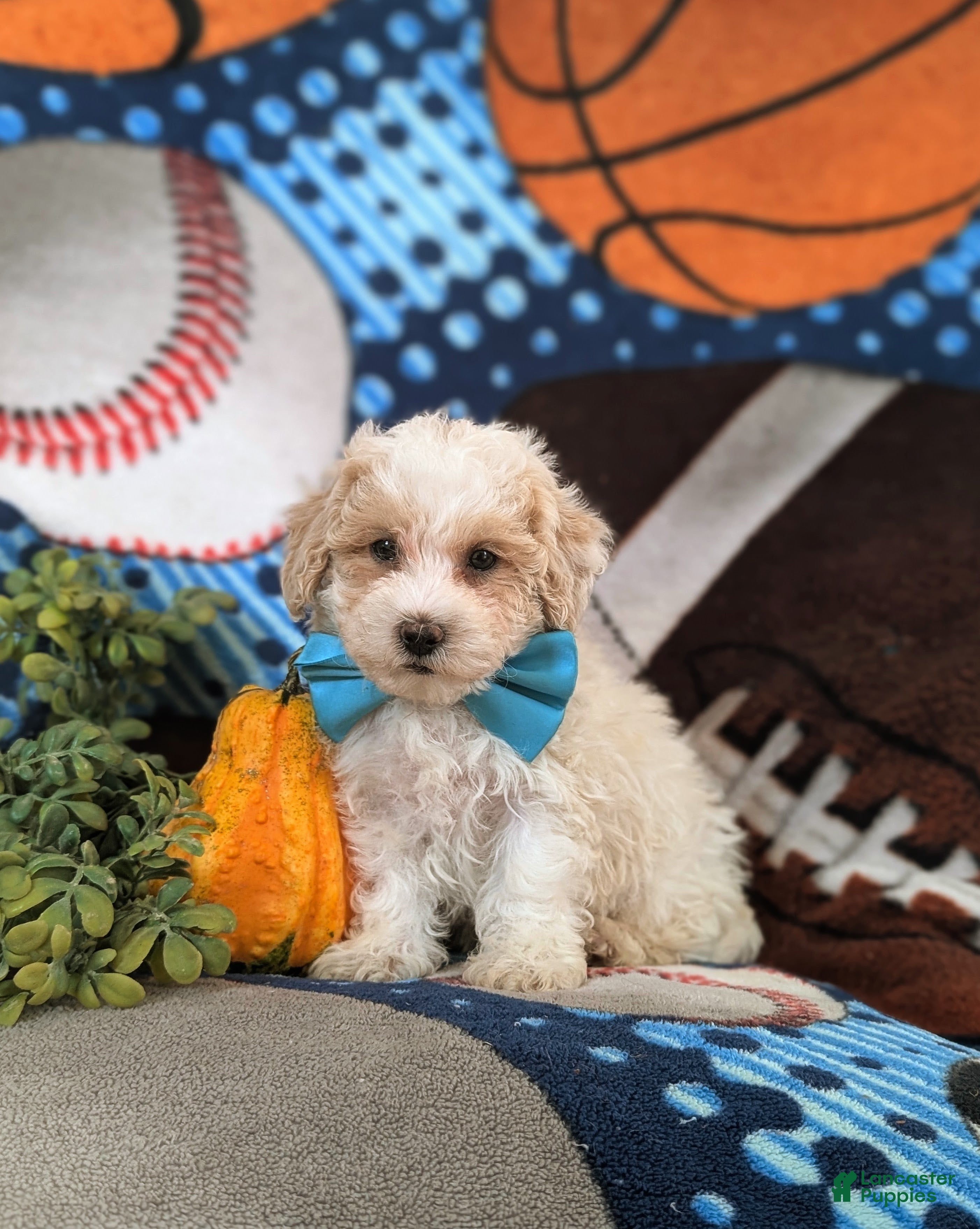 Maltipoo dogs for sale: Finn Hypoallergenic - Ad 2