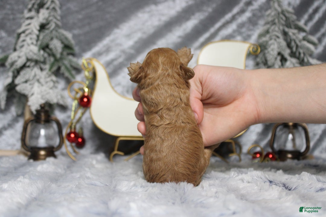 Toy Poodle dogs for sale: Ruby - Ad 9