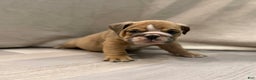 English Bulldog dogs for sale: Turbo - Ad 2