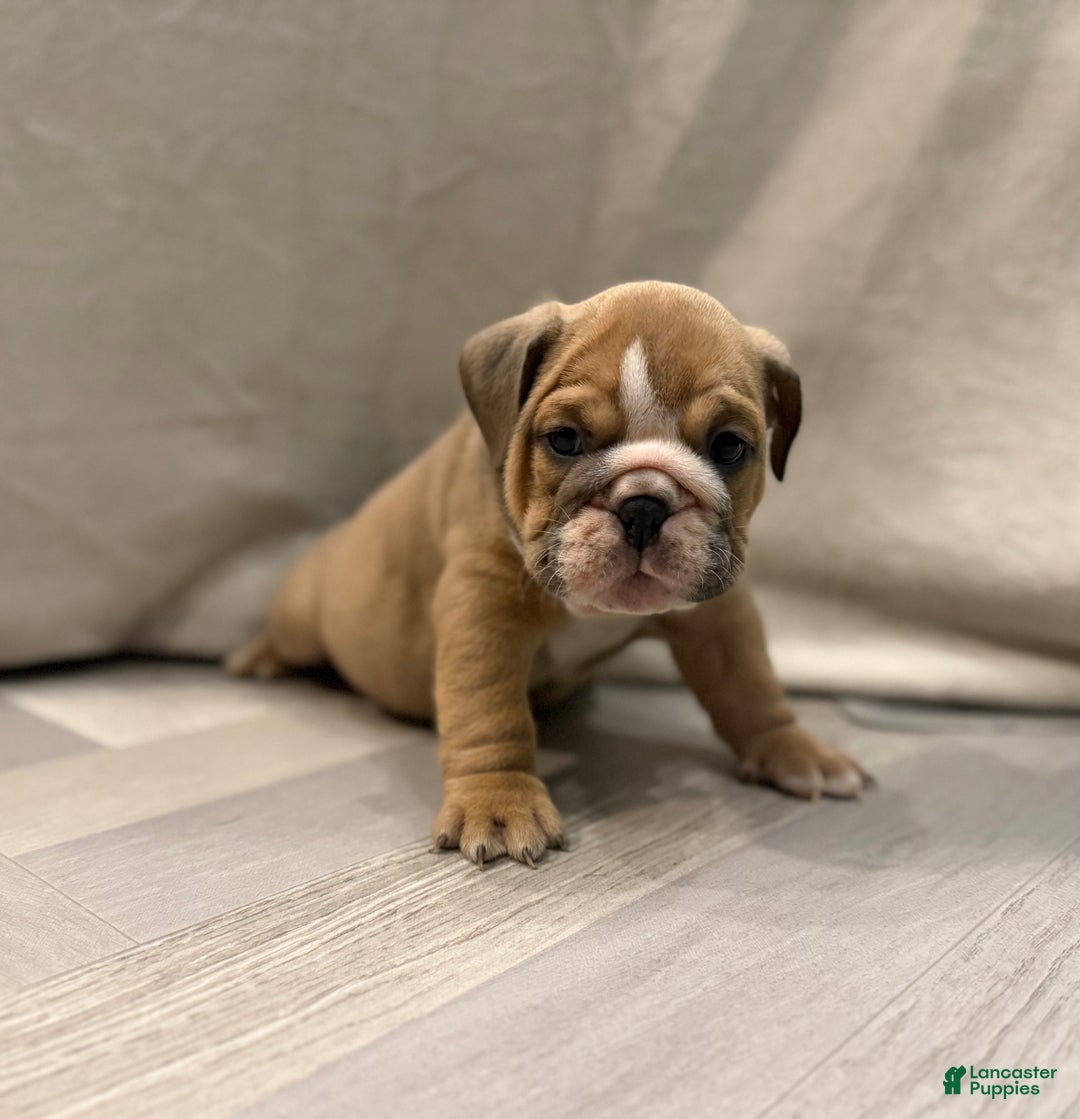 English Bulldog dogs for sale: Turbo - Ad 2