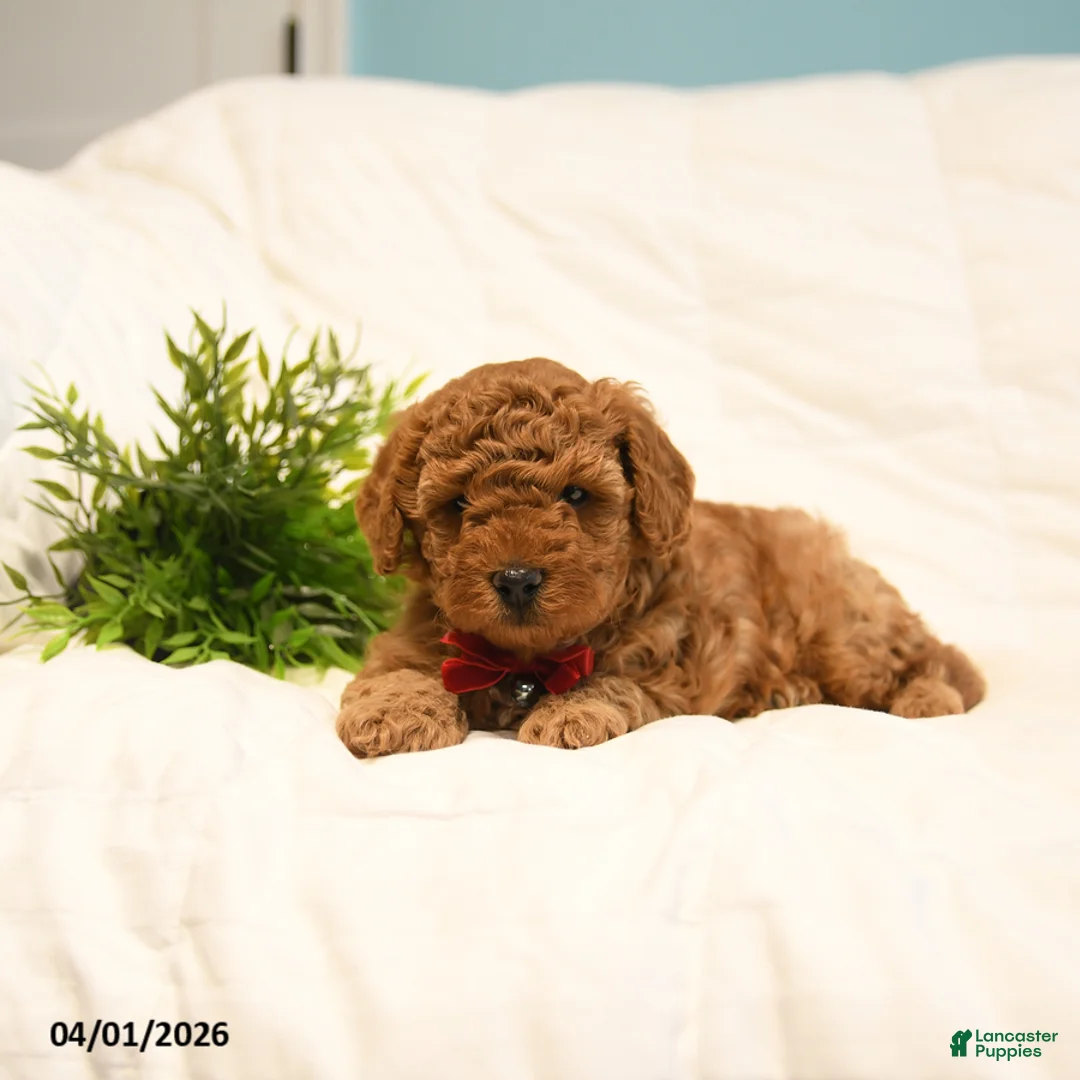 Toy Poodle dogs for sale: Leo - Ad 2