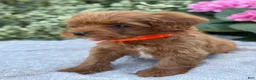 Toy Poodle dogs for sale: Patrick - Ad 14