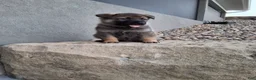 German Shepherd dogs for sale: Kobe - Ad 6