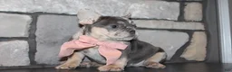 French Bulldog dogs for sale: AKC Bella - Ad 4