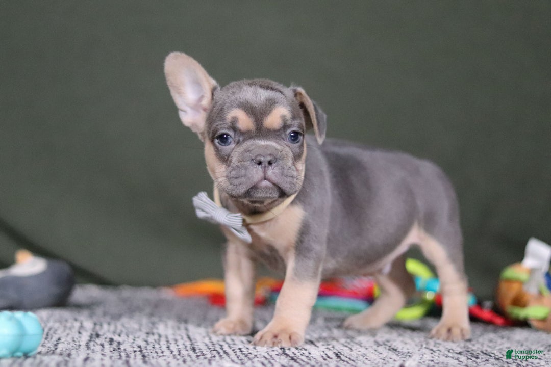 French Bulldog dogs for sale: Bryce - Ad 7