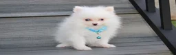 Pomeranian dogs for sale: Casper - Ad 8