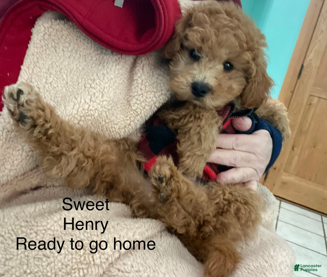 Mini Goldendoodle dogs for sale: Mini Goldendoodle Puppy Henry  - Ad 4