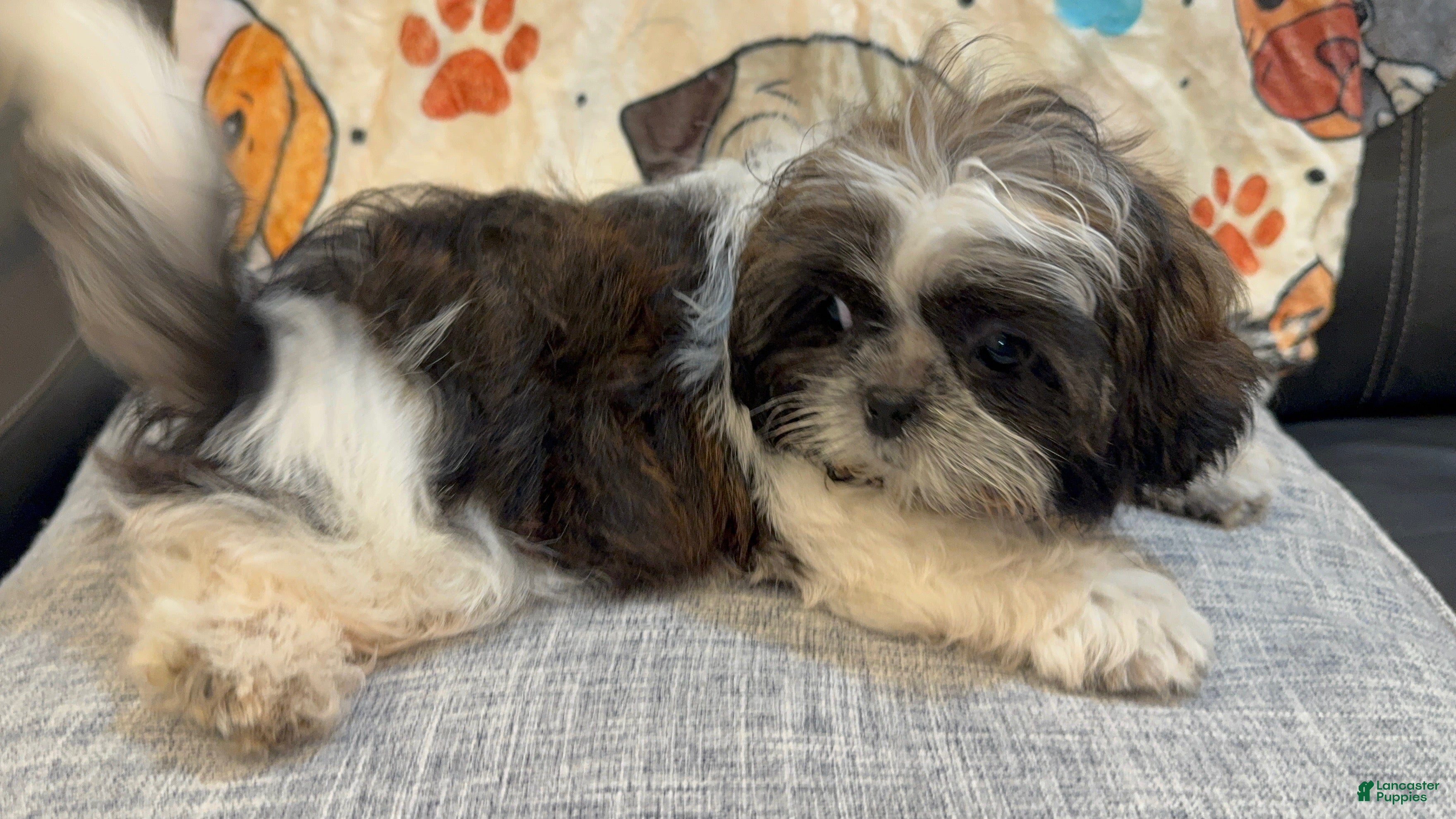 Shih Tzu dogs Luc - Ad 13