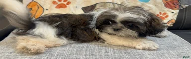 Luc