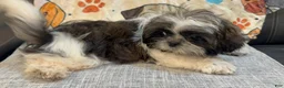 Shih Tzu dogs for sale: Luc - Ad 1