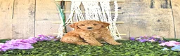 Mini Goldendoodle dogs for sale: Mr Columbus - Ad 3