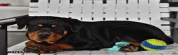 Rottweiler dogs for sale: Bella   - Ad 4