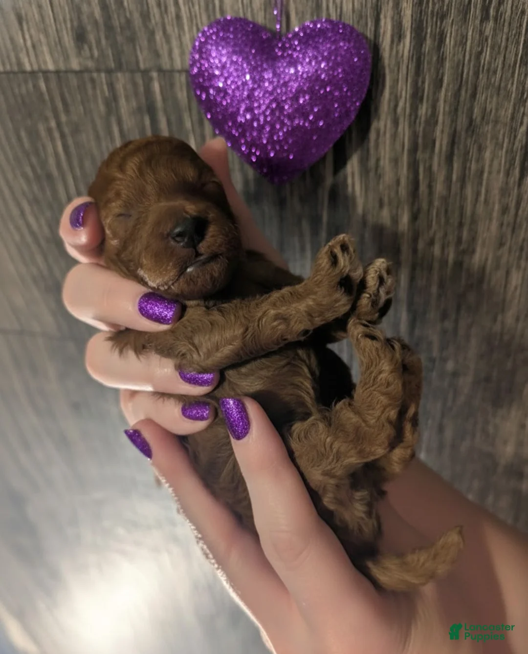 Toy Poodle dogs for sale: Cinnamon 💜 - Ad 10