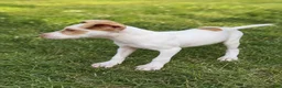 American Bulldog dogs for sale: American Bulldog male - Ad 3