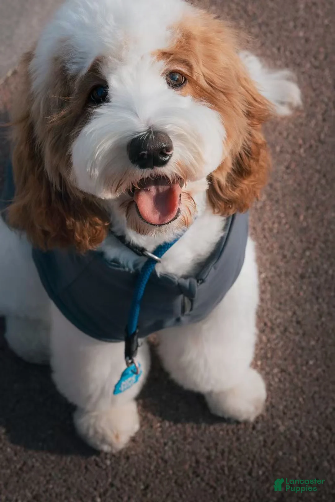 Cockapoo dogs for sale: Cockapoo Puppy 1 - Ad 4