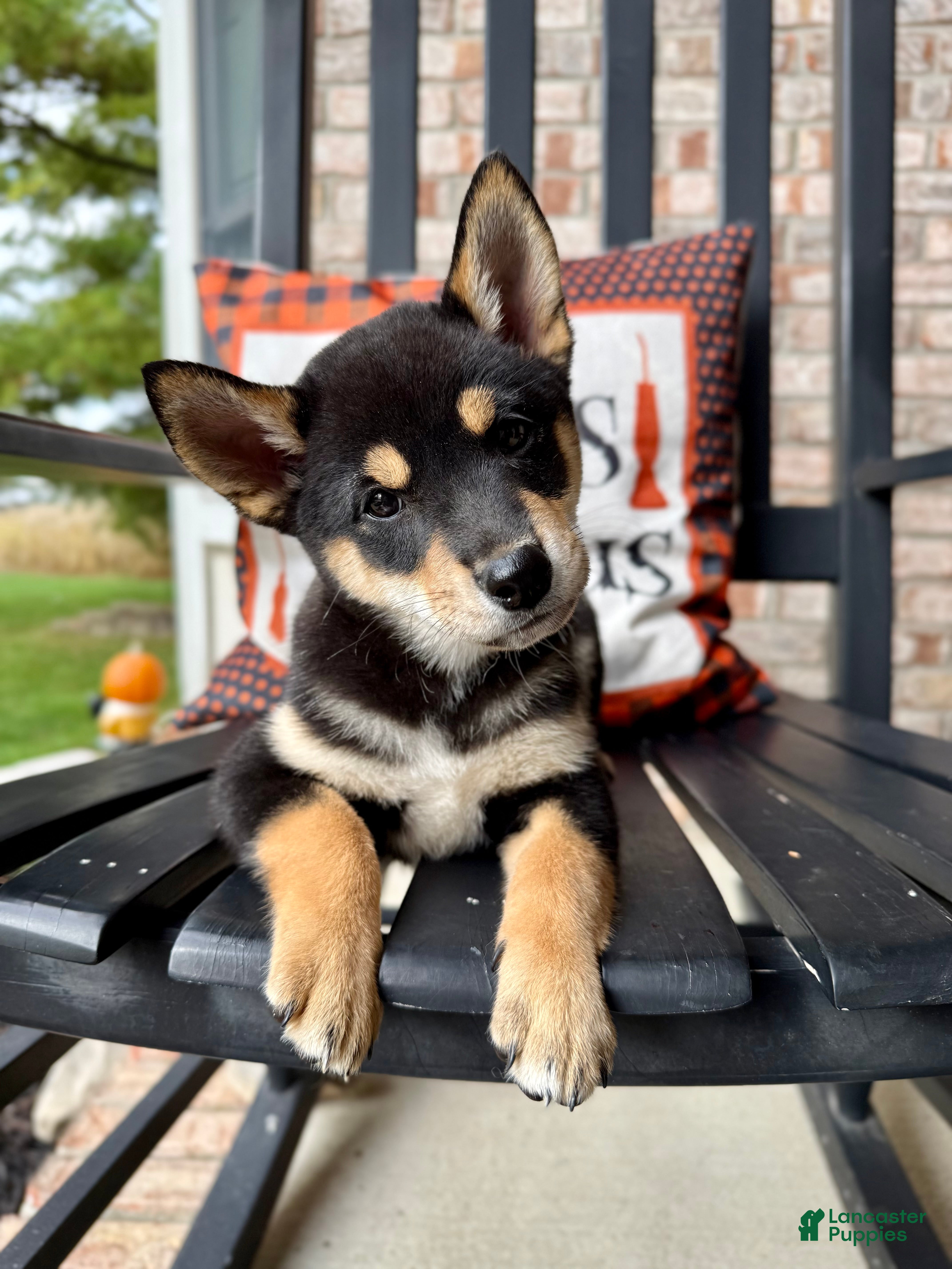 Shepherd Inu Puppies German Shepherd Mix Corgi Shiba Inu Mix For