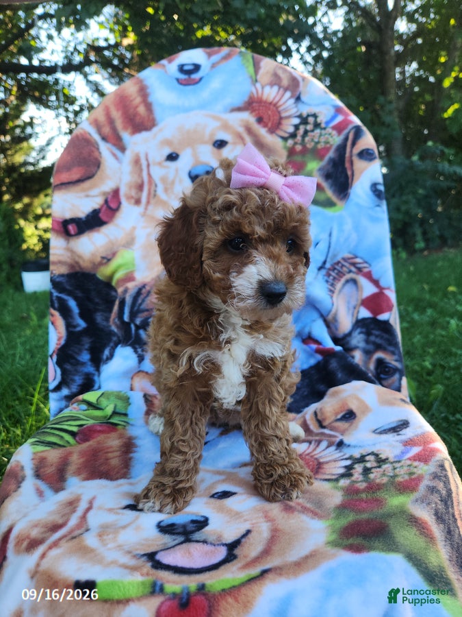 Miniature Poodle dogs Daisy - Ad 2
