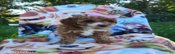 Miniature Poodle dogs for sale: Daisy - Ad 2