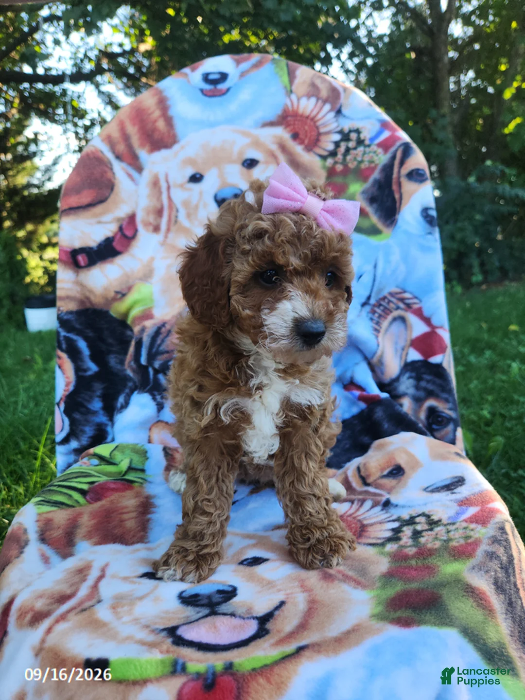 Miniature Poodle dogs for sale: Daisy - Ad 2