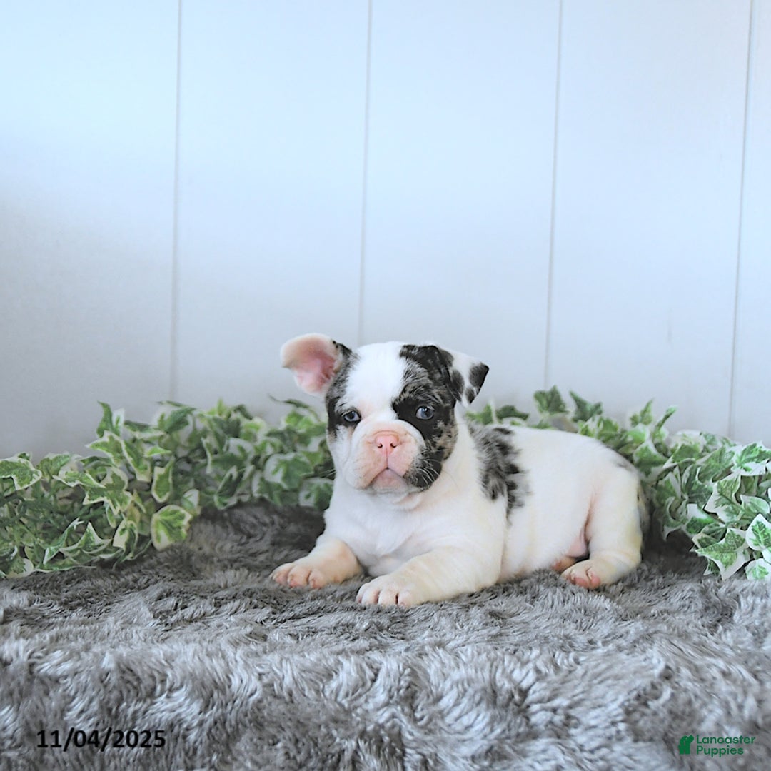 Frug dogs for sale: Marshall - Ad 2
