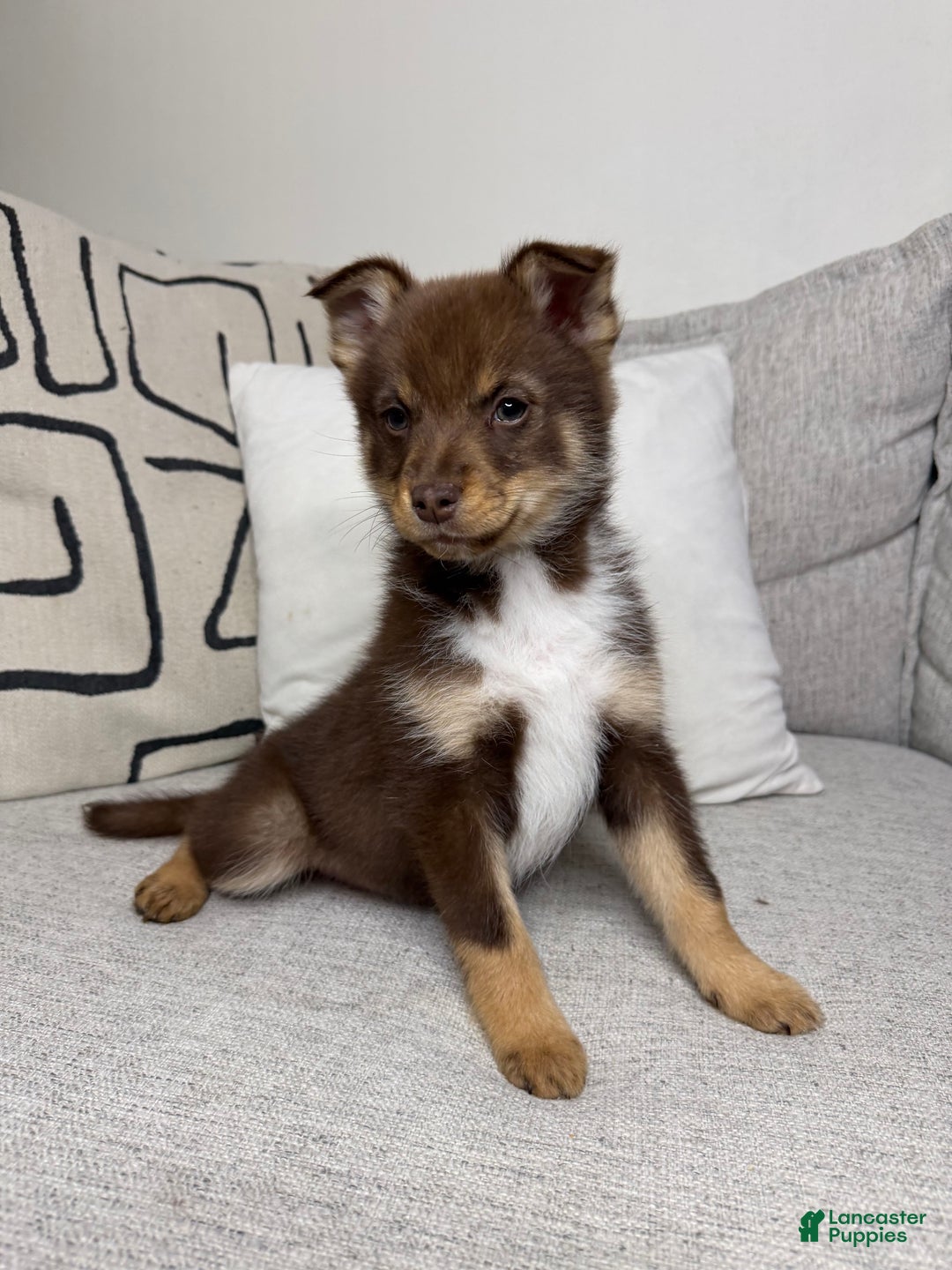 Pomsky dogs for sale: Dotty - Ad 6